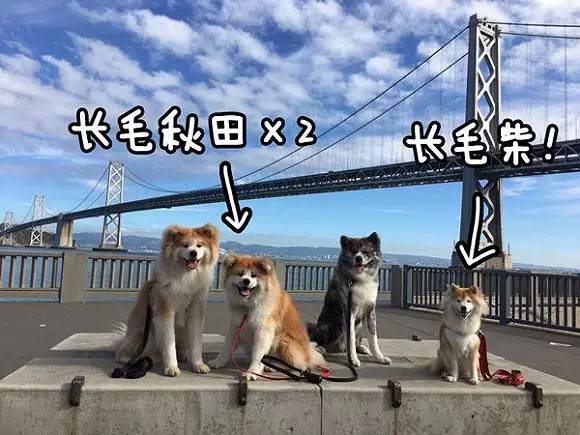 你叫了这么多年的秋田和柴犬可能都是错的