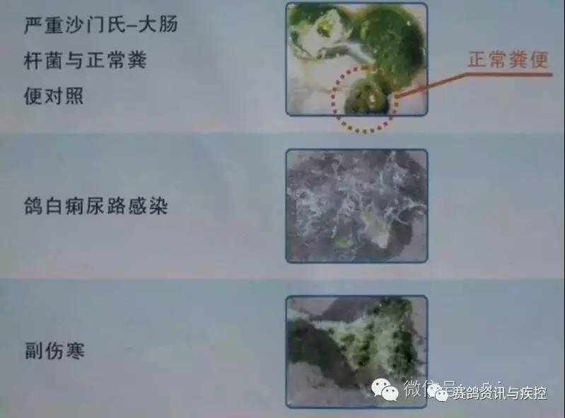 疾控教你认识赛鸽沙门氏菌族疾病观图识病以备后患