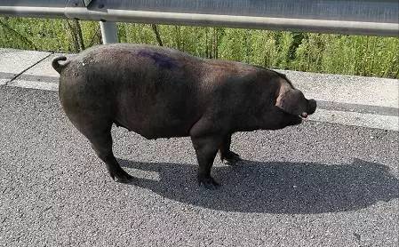 一只300多斤重的大肥猪在泰州高速上乱跳乱窜,吓得过往车辆纷纷避让