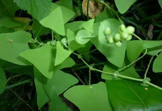 酸酸猫映山红灰灰菜蒲公英人参菜野三七叶子纯菜 产于雷波马湖清明草