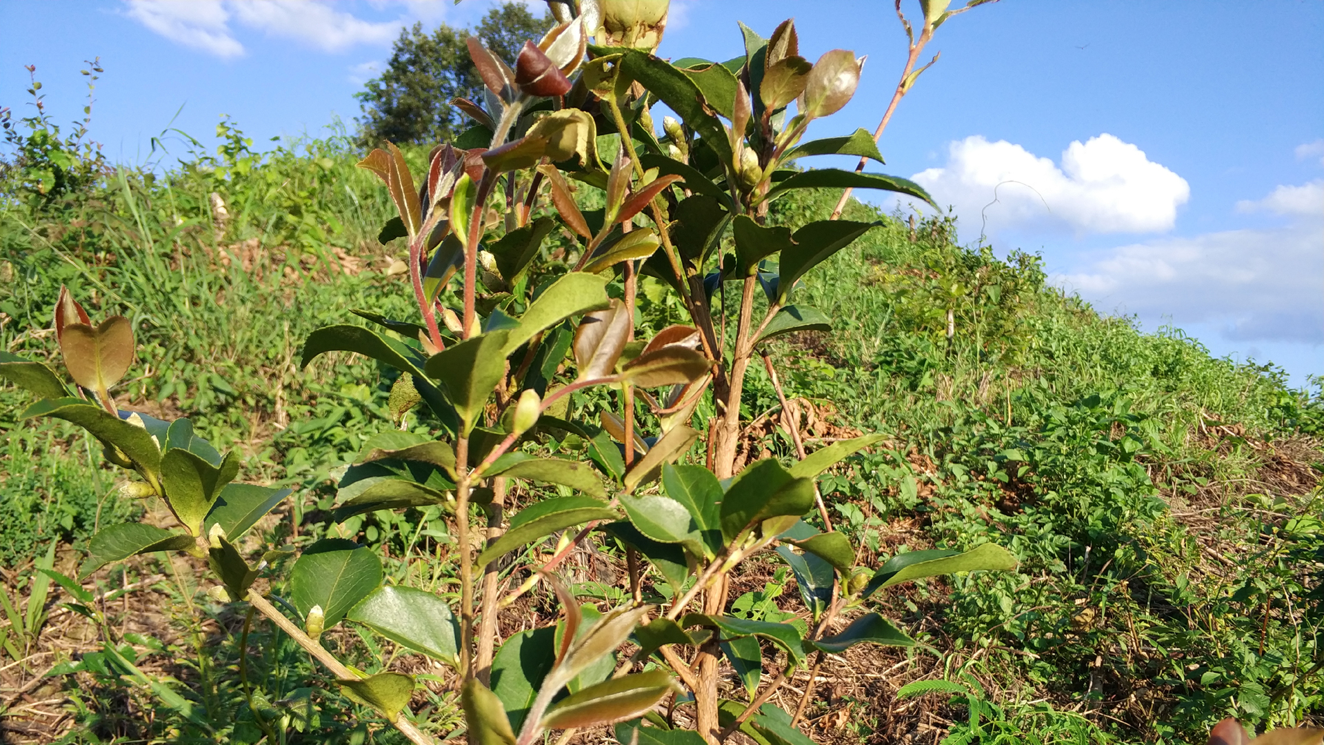 田林油茶树上的花蕾孕育着无限希望