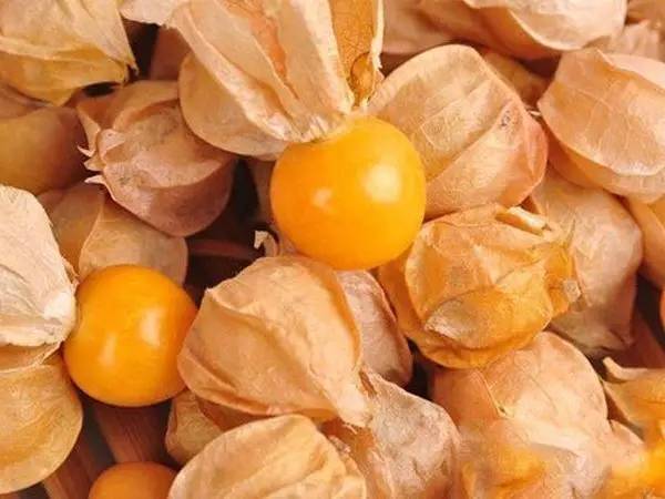 大名 姑娘果 英文名 cape gooseberry 江湖人称 菇茑 同时她还有