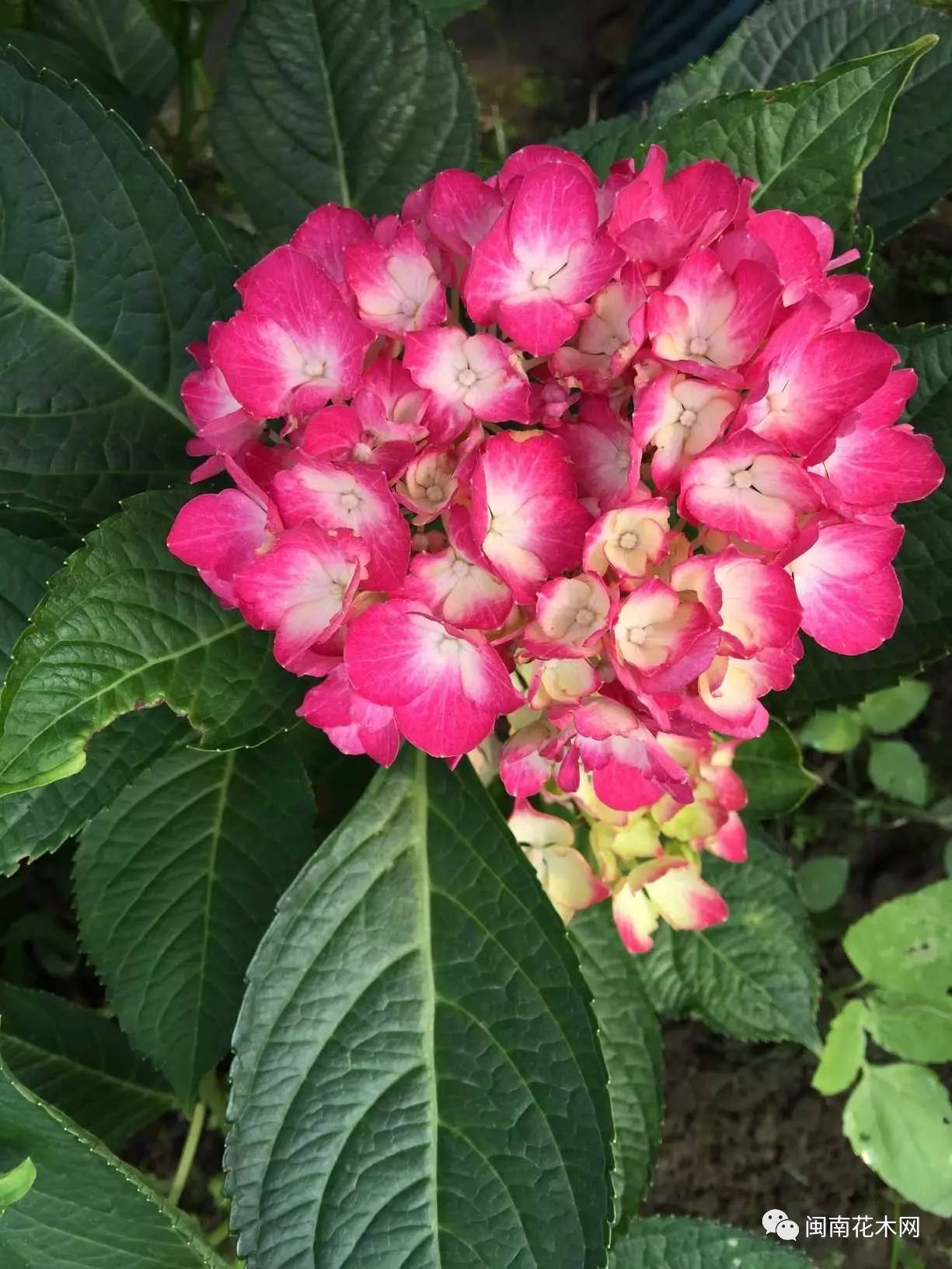 绣球花种植基地年产上百万棵福建安溪师竹轩园艺有限公司