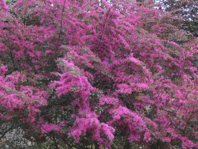 42.株洲市市花红继木花