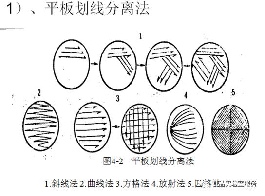 平板划线分离法-分区划线分离法(1)用接种环先将培养物涂布于平板1区