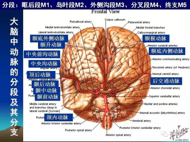 脑动脉解剖及分段