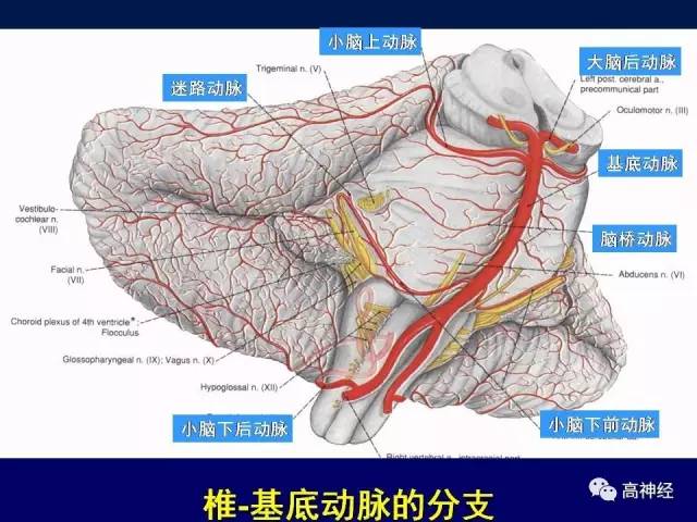 脑动脉解剖及分段