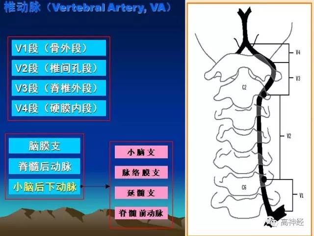 脑动脉解剖及分段