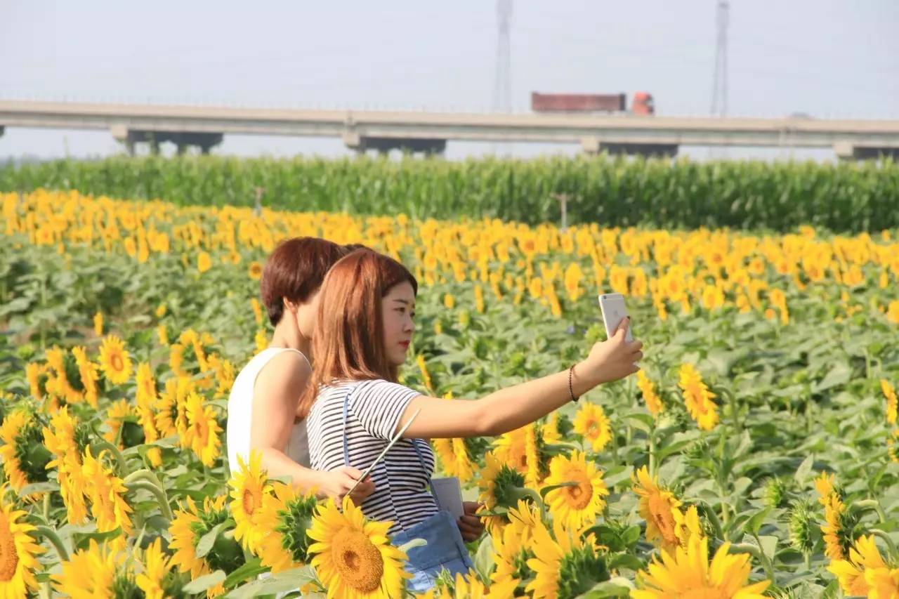 花海在这秋高气爽的日子里秋收万颗子春种一粒粟有一片花海在等着你