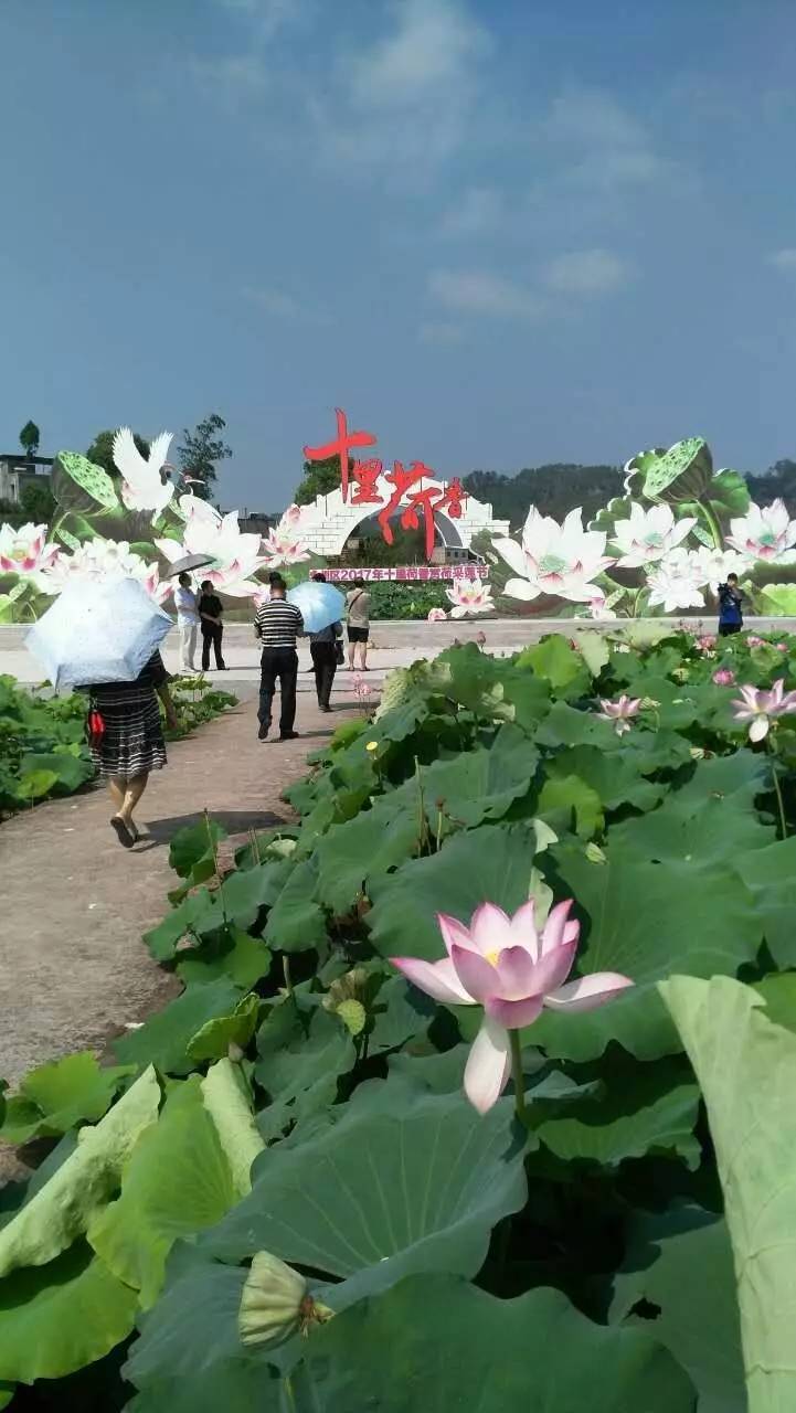 永川文艺家今起到十里荷香免门票了