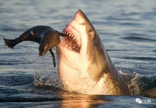 故事·海钓|学会跳水偷鱼吃的大白鲨,你怕是鲨鱼界戏精吧,跳水
