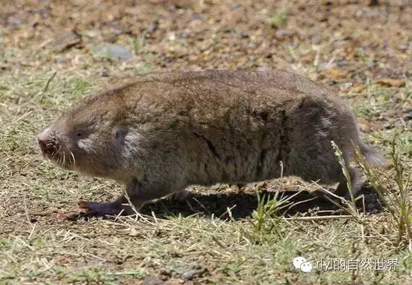 【rlyl物种说】今日--岬鼠(cape mole rat)