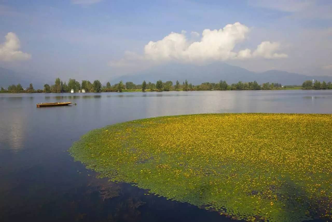 邛海海菜花开了,大西昌一年四季不缺美景