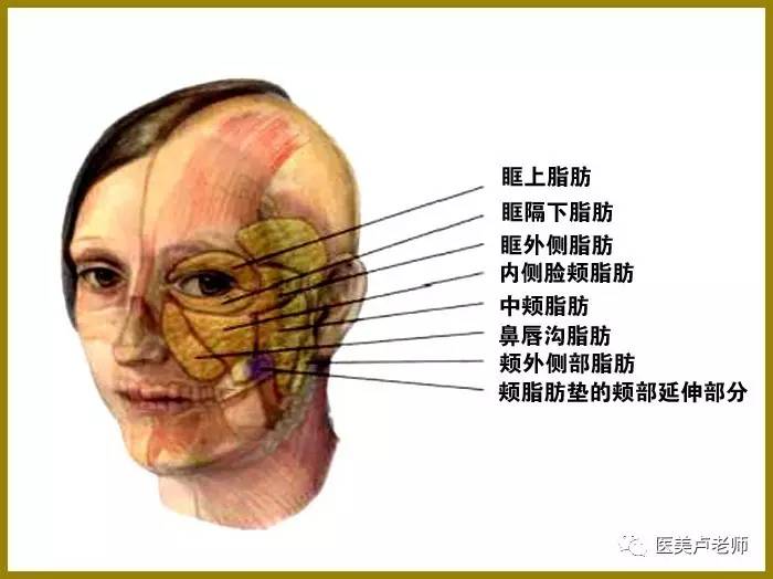 使用脂肪头侧边界距离眶下边缘的长度来表示,能详尽描述中面部各脂肪