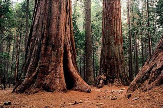 社会 正文  非洲原始森林中生长上千年的参天大树 运输,大多数这样的