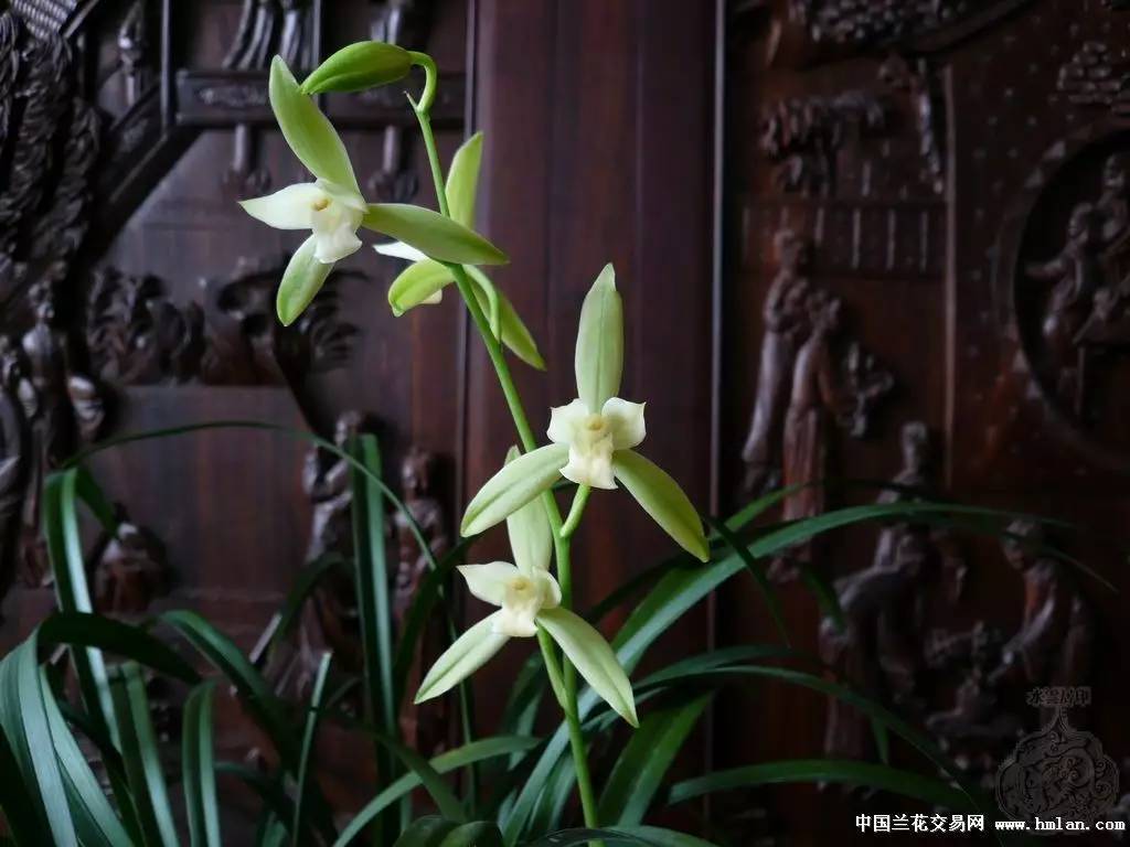 夏天建兰盘点今年的仁化白