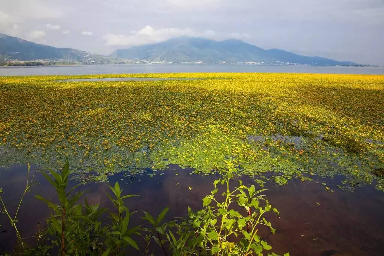 邛海海菜花开了,大西昌一年四季不缺美景