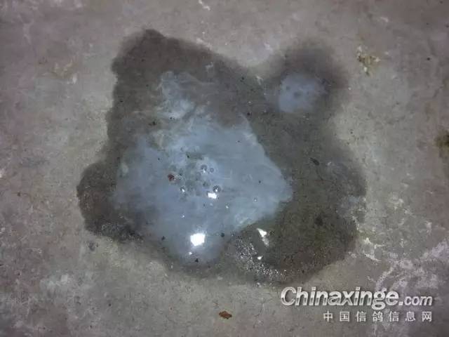 你真的了解水便拉稀吗名家大户鸽子很少水便的真相