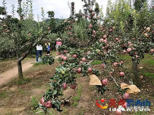 慈周寨小果园多少人口_果园卡通图片