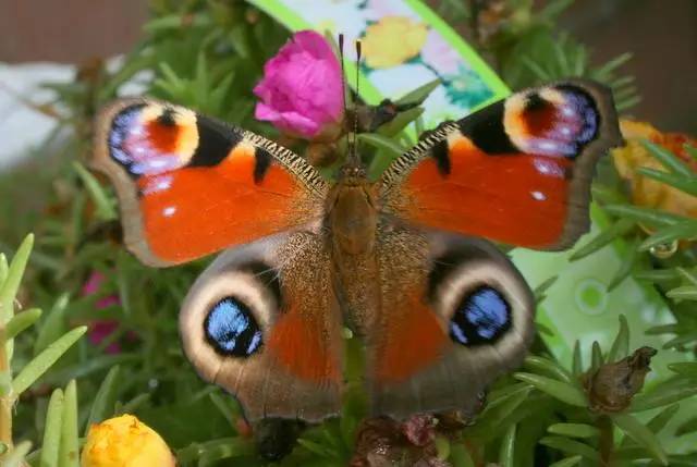 斑斓的孔雀蝶