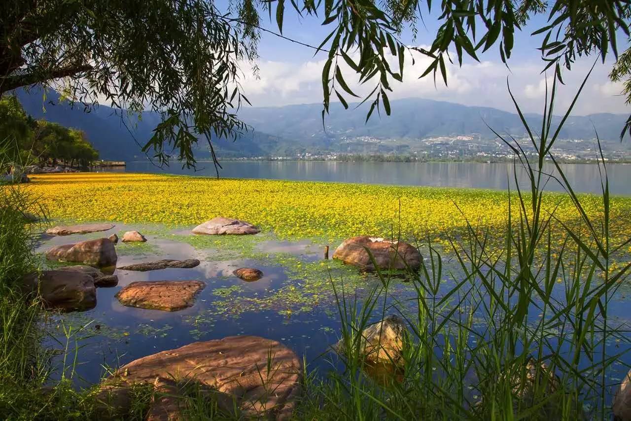 邛海海菜花开了,大西昌一年四季不缺美景