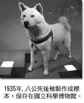 博物馆里的八公标本1948年,第二代忠犬八公像建成,也就是现在涉谷车站