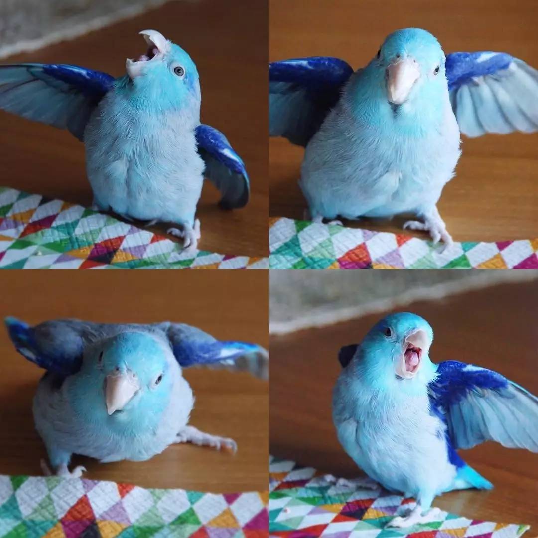 一只拥有蓝色羽毛自带仙气的鹦鹉,这颜值也太高了吧!