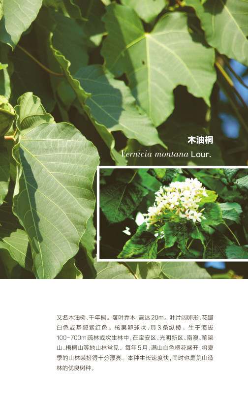 8月22日 | 木油桐 · 深圳植物日历