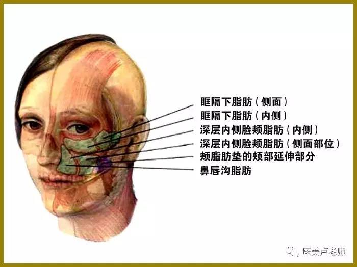 图1面部脂肪分布图.