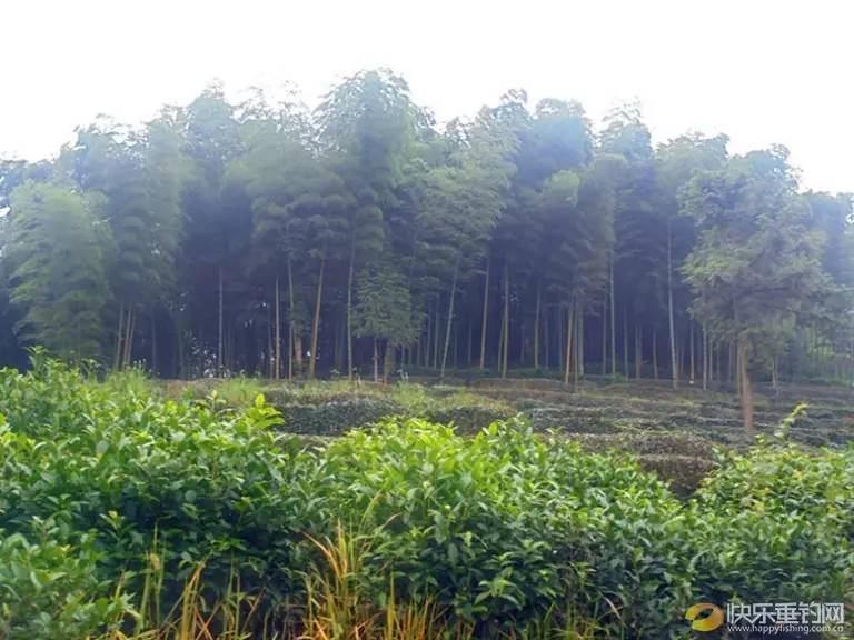 山上种满了茶竹.