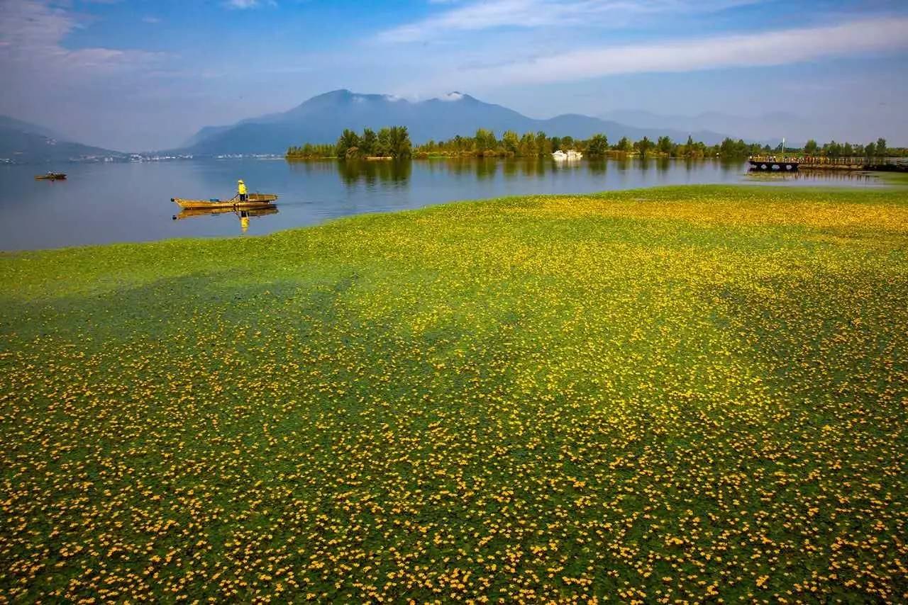 邛海海菜花开了,大西昌一年四季不缺美景