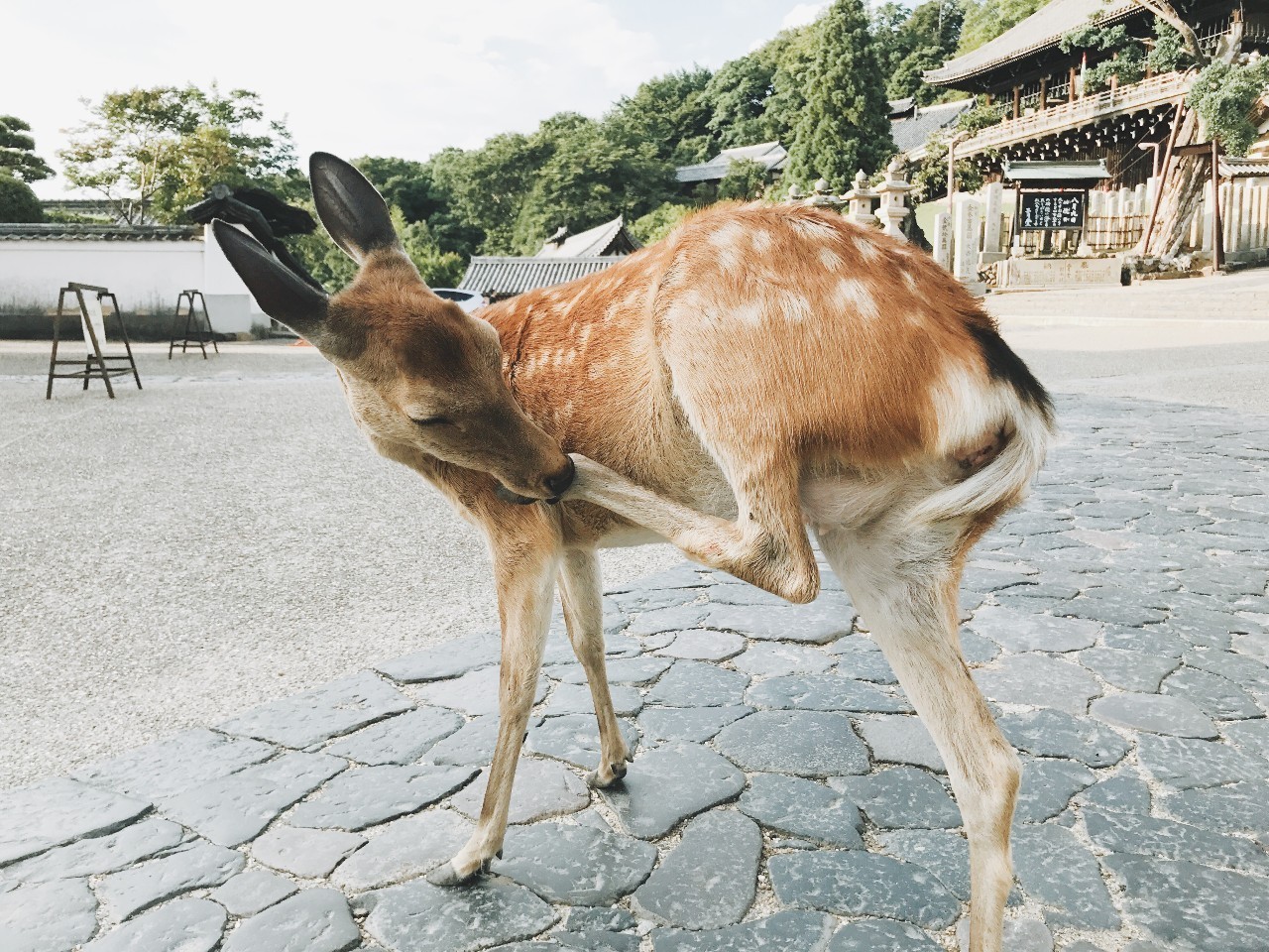 小狼看世界 日本人文 此处有萌物