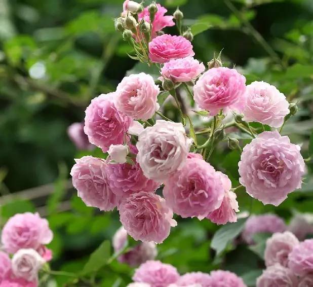 蔷薇的花语 爱情和爱的思念