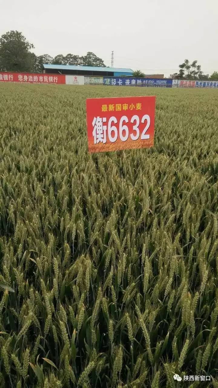 中国农业大学选育品种!国审小麦良种 衡6632穗大!矮杆!抗病抗倒!