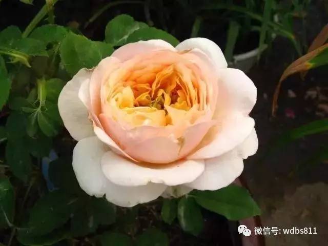 伊芙伯爵