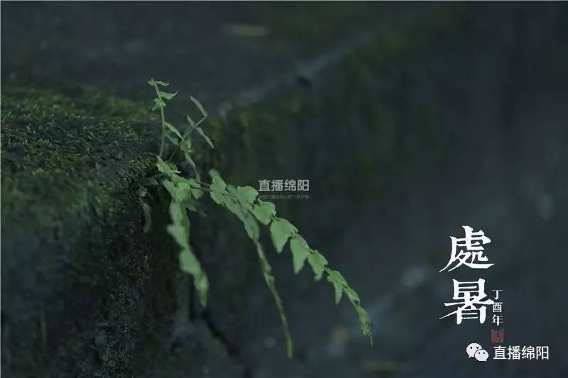 《处暑后风雨》