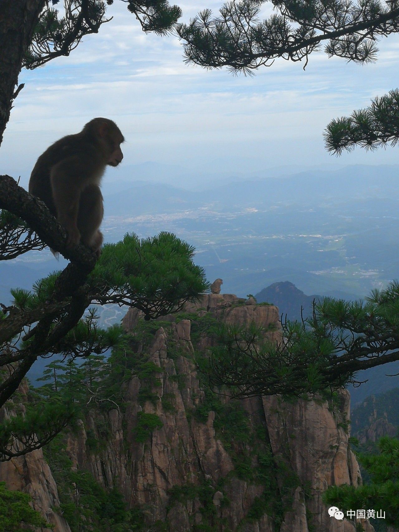 短尾猴-中国动物学会灵长类学分会