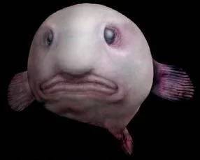 【趣事杂谈】世界上最丑的鱼:水滴鱼" 网友:真是丑到没朋友"
