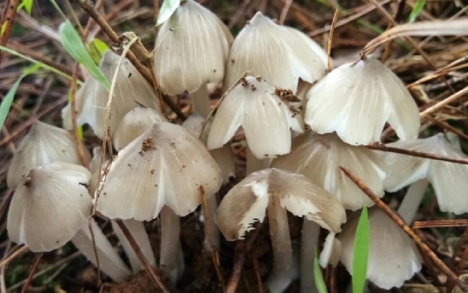 云南女大学生暑假回家遇大片鸡枞花密密麻麻长在山林枯草下