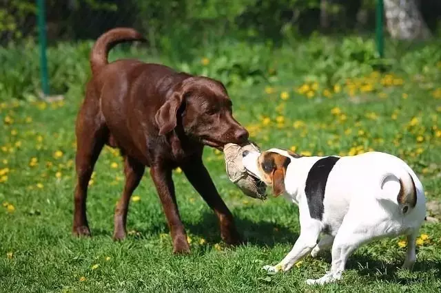 艾宠计划:你的狗狗会社交吗?如何帮助它们更好的和同伴互动?