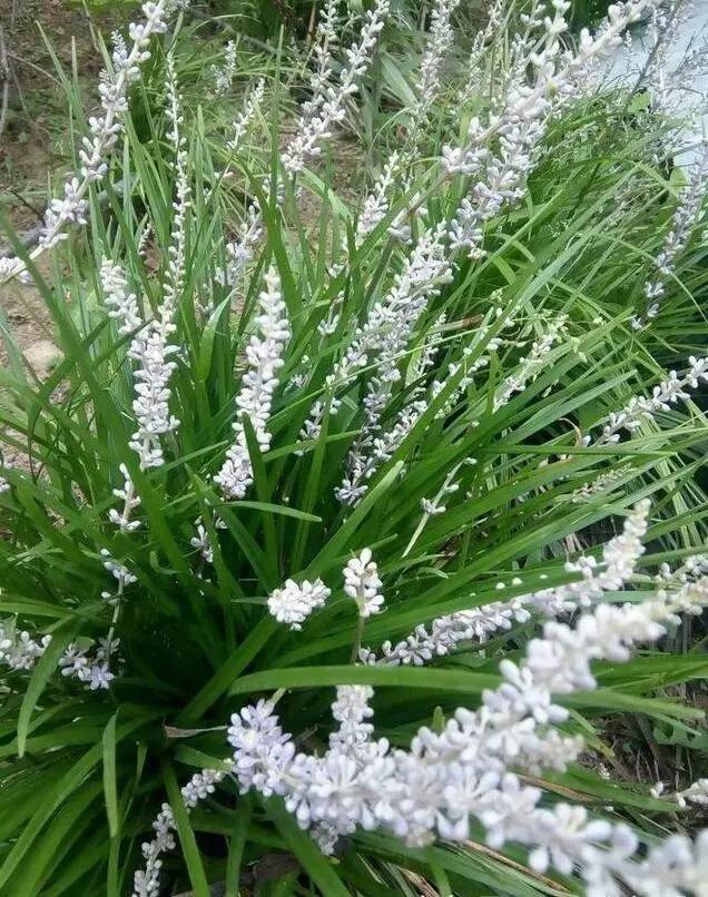 野生黄花.野黄花开的是红色花五味子花.五味子春天开花,夏天成熟.