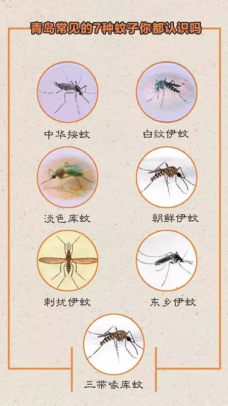 不知道大家有没有注意过,青岛目前比较多的是一种黑白相间的花蚊子.