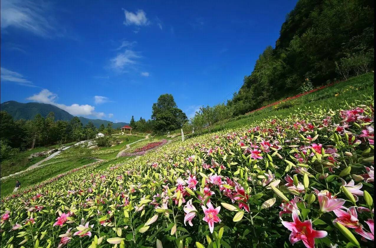 九重花岭:位于城口西大门的双河乡,是罕见的高海拔花卉主题景点,占地