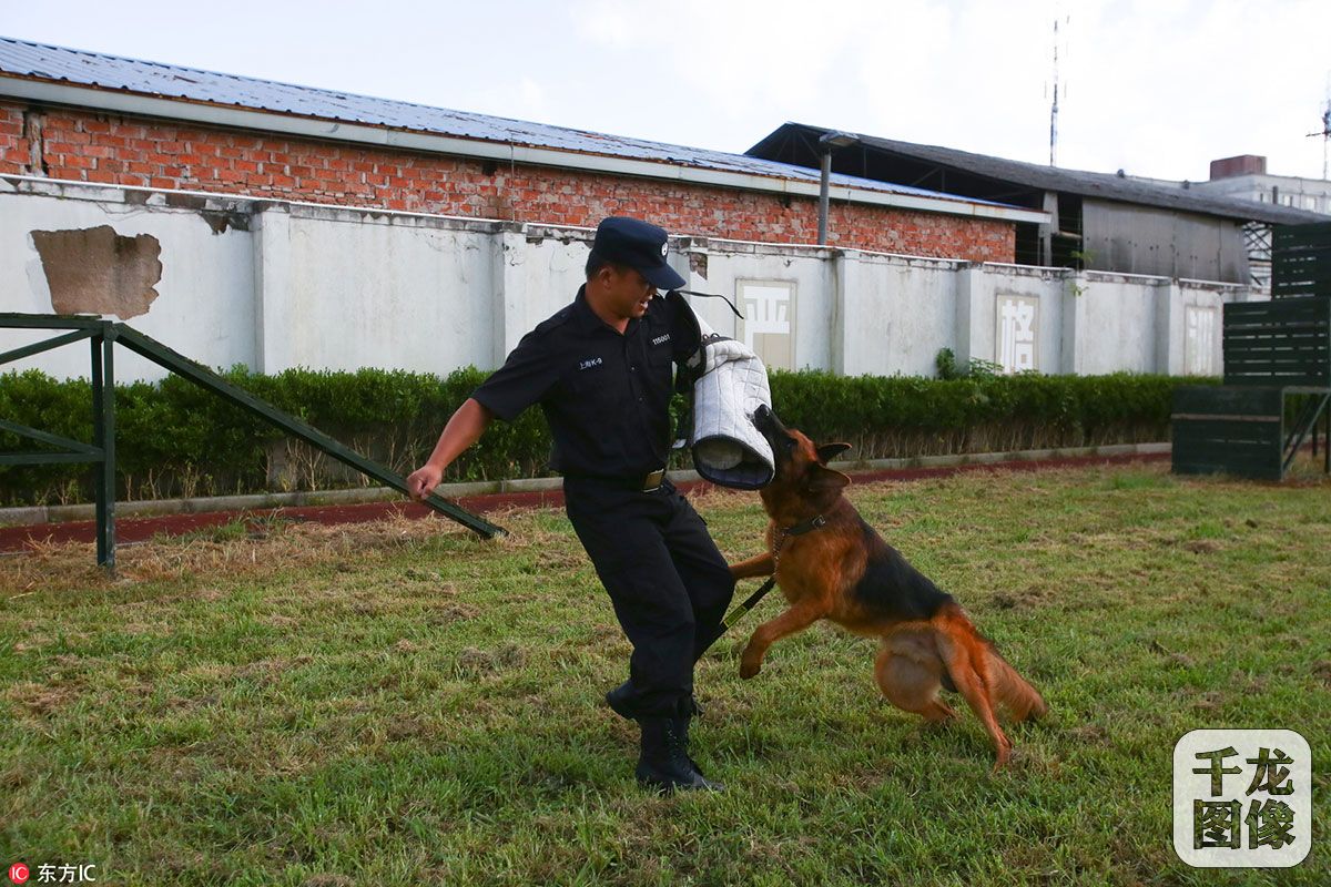 探班上海警犬训练基地 个个都是英勇"好汉"