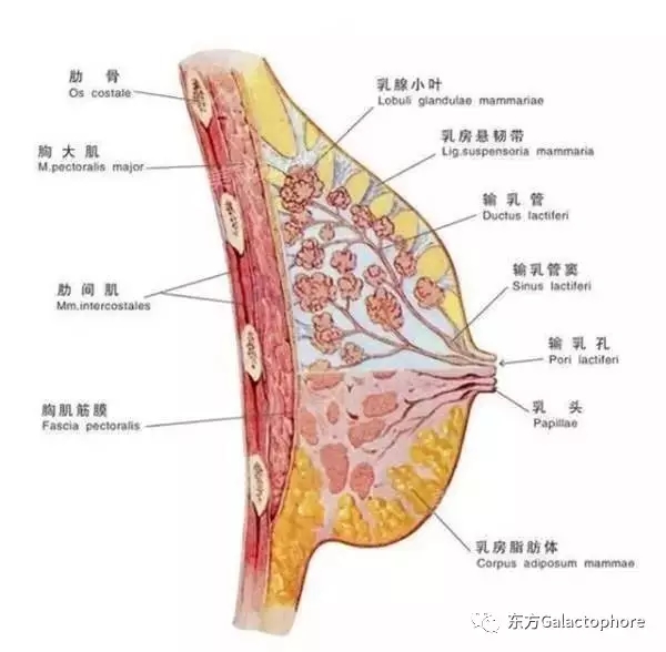 肉芽肿性乳腺炎一定会复发吗