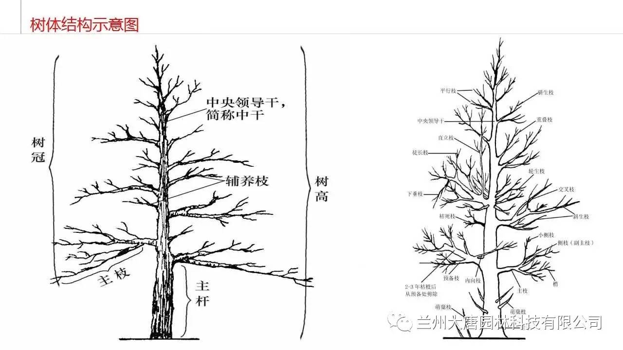 植物讲堂苗圃管理及园林植物常识培训