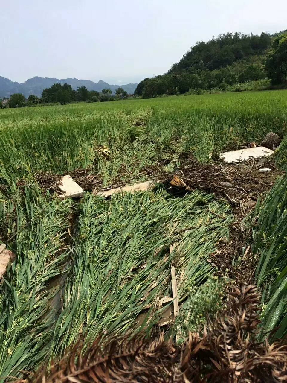 道路被毁,桥梁受损,通行困难,洪水所到之处,农田水稻犹如石磙碾过一样