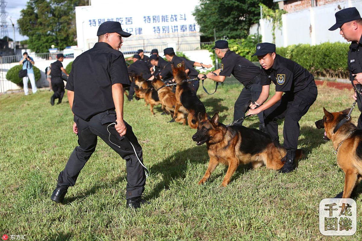 探班上海警犬训练基地 个个都是英勇"好汉"