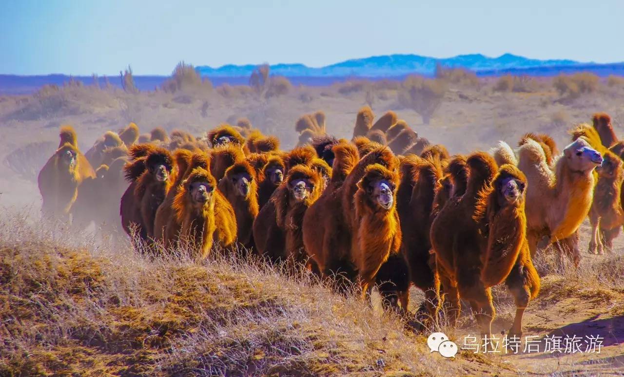 这是一组关于乌拉特后旗景观景区的诗歌,我愿意以诗歌的方式放歌草原