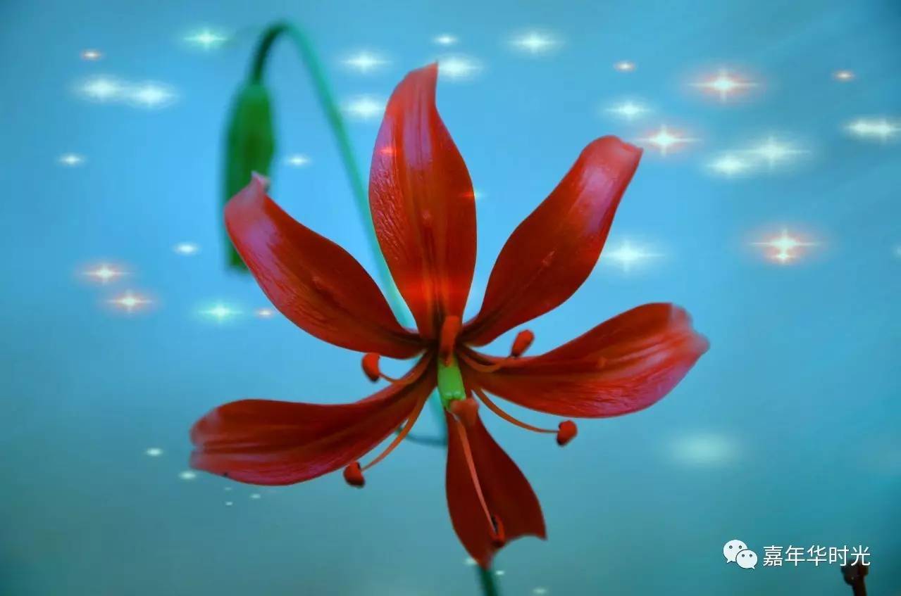 山丹丹花,学名斑百合,又名红百合,在陕北人的生活中被亲切地称为"山丹